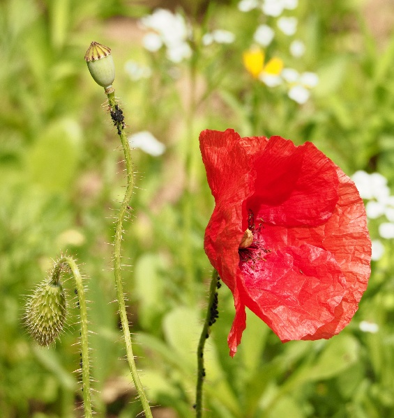 Klatschmohn mit Blüte, Knospe und Kapsel